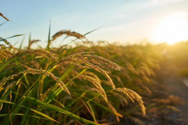 A large green rice field with green rice plants in rows in Valencia sunset